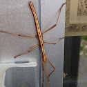 Two-striped Walkingstick