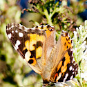 Painted Lady