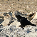 Common Raven