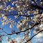Bradford Pear Tree