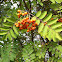Western mountain ash