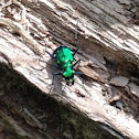 Six-spotted Tiger Beetle