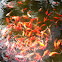 Koi Fish