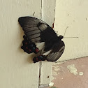 Orchard Swallowtail Butterfly