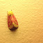 Primrose moth