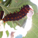 Pipevine Swallowtail