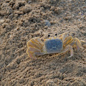 Crab