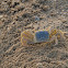 Crab