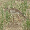 Red-legged seriema
