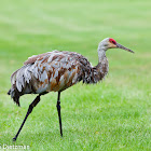 Sandhill Crane