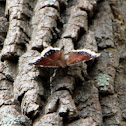 Mourning Cloak