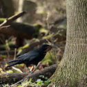 Carrion Crow