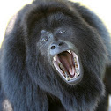 Black howler