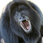 Black howler