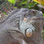 Iguana