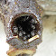 Stingless Bee hive