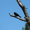 Red-winged Blackbird