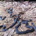 Ringneck Snake