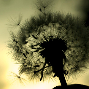 Dandelion Live Wallpaper.apk 1.0