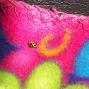 Variable Ladybird