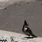 Spotting 4