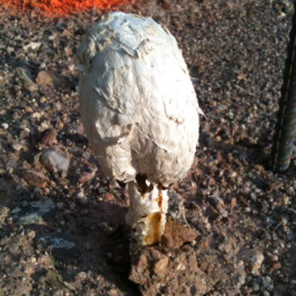 Spotting Image 1