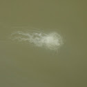 Sea Nettle