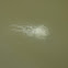 Sea Nettle