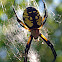 Common Garden Spider