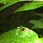 Common earwig
