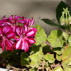 Martha Washington Geranium