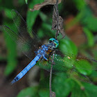 Blue Dasher Dragonfly