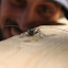 whitespotted sawyer beetle 