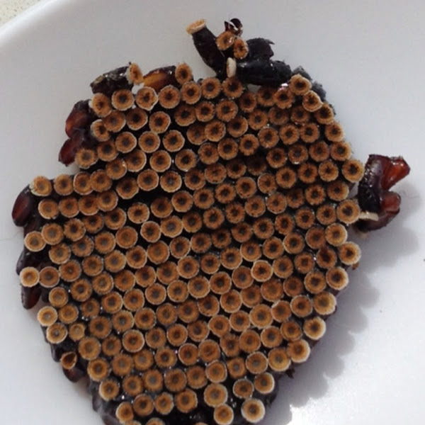 Wheel bug (egg mass) Project Noah