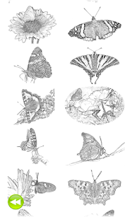 download Coloring Book Butterflies free
