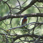 Western Bluebird