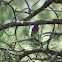 Western Bluebird