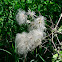 Old-man's Beard