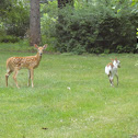 White Tailed Deer