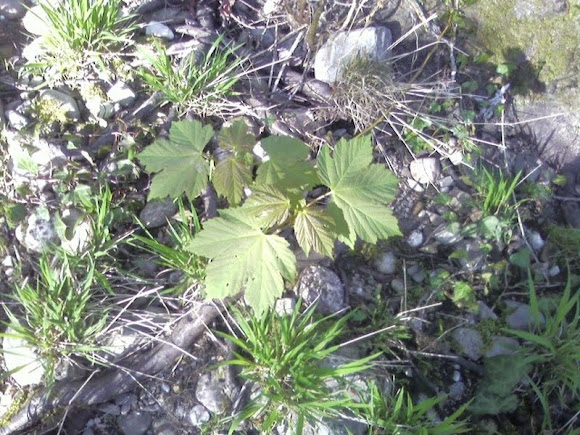 Spotting Image 1