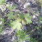 acer sp.