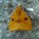 Io Moth