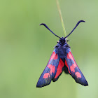 Six-spot Burnet