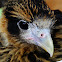 Yellow-headed Caracara