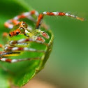 Jumping Spider