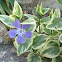 Variegated Greater Periwinkle