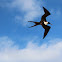 Magnificent Frigatebird