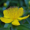 Great St-John's wort