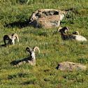 Big horn sheep