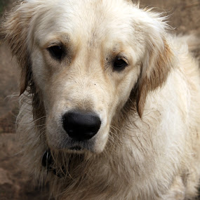 Milo by Jason Kiefer - Animals - Dogs Portraits ( pet, dog, golden retriever )